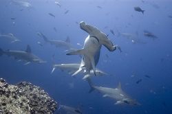 Schooling Hammerhead sharks. Galapagos. 2006. D70, 12-24mm. by Chris Wildblood 